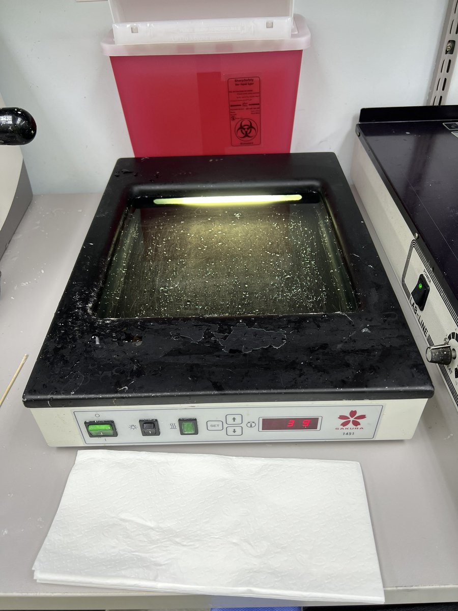 TheBatoolMD's tweet image. 9️⃣ After trimming, you start #SECTIONING.
Place the veryyyy thin sections that you like in a water bath. 

 (Sorry, no sectioning photos cz I failed at it lol.)
Here’s a pic of the water bath.