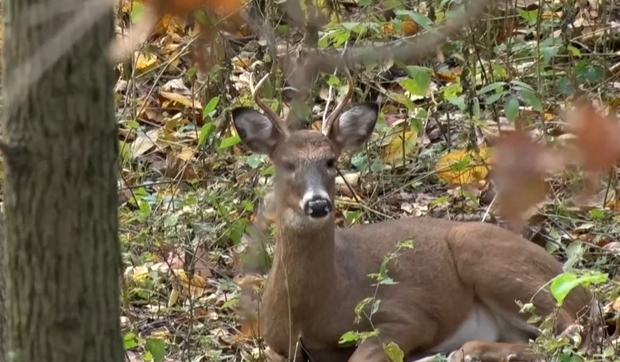 NAWhitetail's tweet photo. Do you consider a plan on how to approach your stand, blind or overall hunting location? Click https://t.co/GrnlRfVB2q for tips. @THQNordic. Don't spook them before you see them!

#WayOfTheHunter #DeerSeason #DeerHunting #Hunting101 https://t.co/L5TERCsdI8