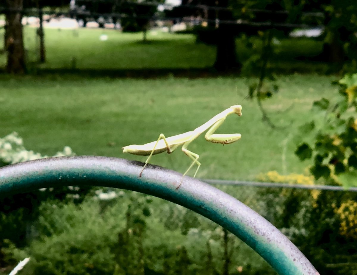 tmreic's tweet photo. Smoking some ribs and praying 🙏🏻 mantis showed up! https://t.co/xC7GE7LiPe