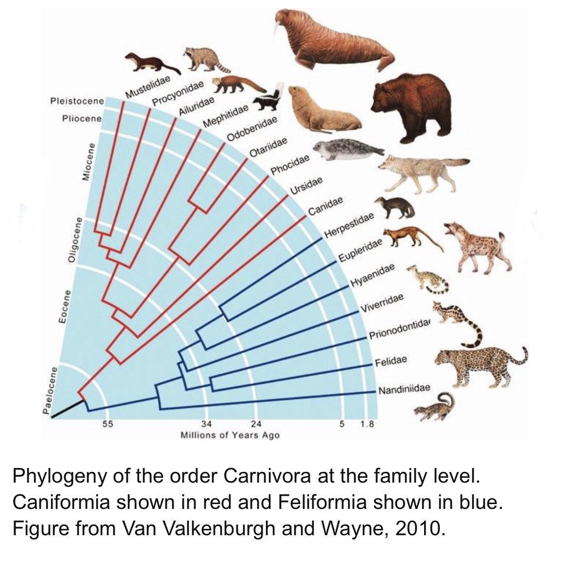 alexch's tweet photo. fun fact: dogs are more closely related to seals than to hyenas https://t.co/hNKUxZRzFd