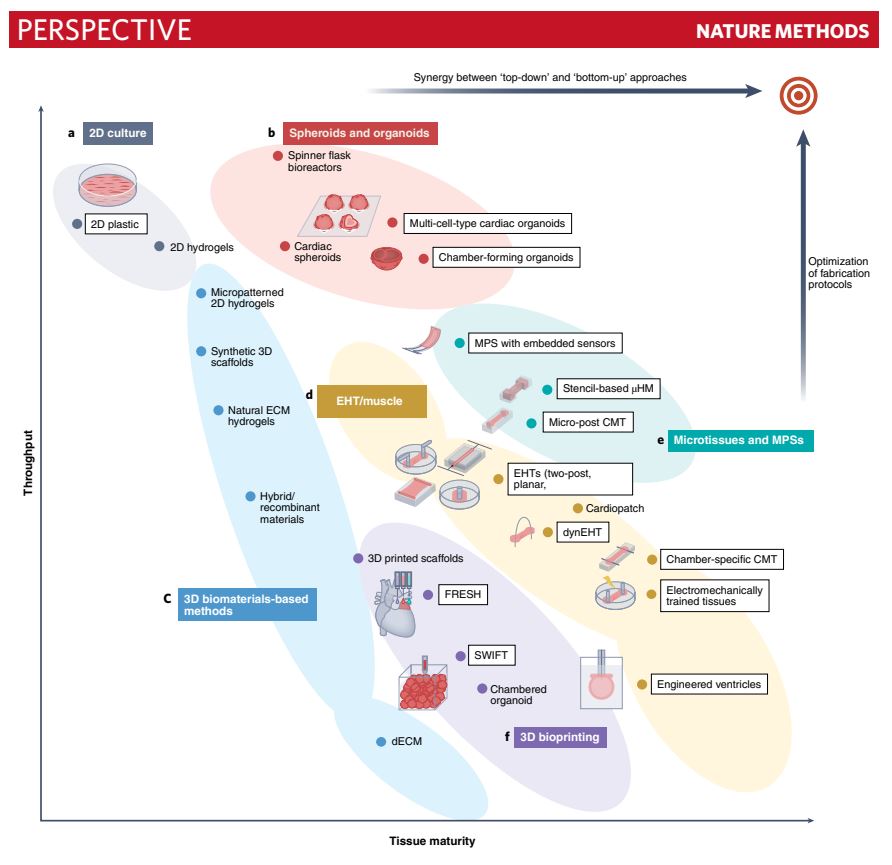 Joseph C Wu, MD, PhD (@joseph_c_wu) on Twitter photo Where are we headed in the next 20 yrs of iPSC-based cardiac tissue engineering? Here's a forward-looking @NatureMethods article on the topic by <a href="/sangkyun_cho/">Sang Cho</a> with <a href="/GVNlab/">Gordana Vunjak-Novakovic</a> <a href="/theleonglab/">The Leong Lab</a> & Dennis Discher <a href="/ColumbiaBME/">Columbia BME</a> <a href="/pennbioeng/">Penn Bioengineering</a> <a href="/StanfordCVI/">Stanford CVI</a> <a href="/GreenstoneBio/">Greenstone Biosciences</a>
rdcu.be/cU06G Where are we headed in the next 20 yrs of iPSC-based cardiac tissue engineering? Here's a forward-looking @NatureMethods article on the topic by <a href="/sangkyun_cho/">Sang Cho</a> with <a href="/GVNlab/">Gordana Vunjak-Novakovic</a> <a href="/theleonglab/">The Leong Lab</a> & Dennis Discher <a href="/ColumbiaBME/">Columbia BME</a> <a href="/pennbioeng/">Penn Bioengineering</a> <a href="/StanfordCVI/">Stanford CVI</a> <a href="/GreenstoneBio/">Greenstone Biosciences</a>
rdcu.be/cU06G