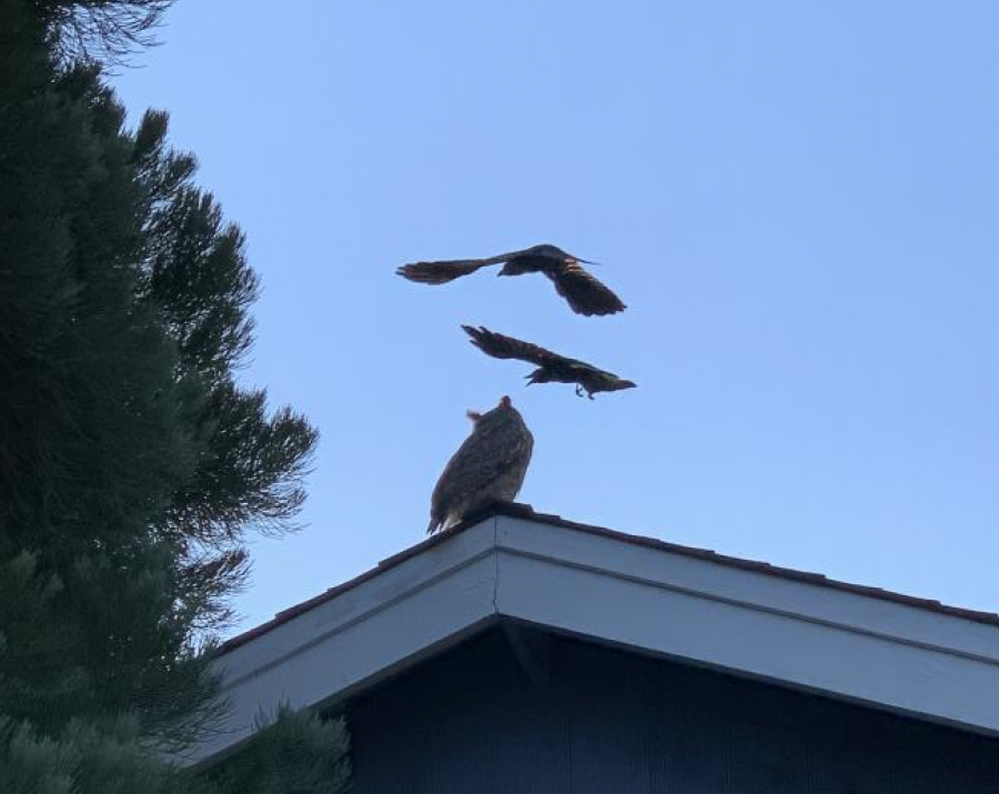 Who's there and who are you? Crows swoop watchful owl in Carson City neighborhood. #wildlife #owl #CarsonCity carsonnow.org/reader-content…