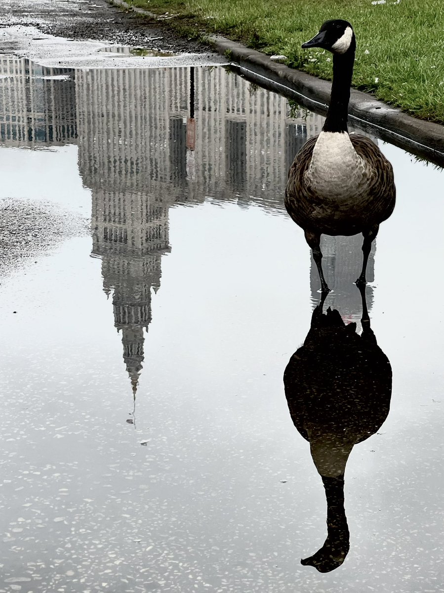 Goose reflecting on the Terminal Tower under gloomy #LaborDay2022 skies today in #Cleveland, Ohio. #birdwatching
