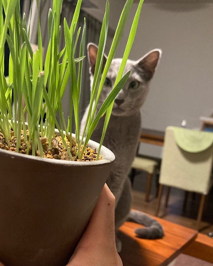 imo76413001's tweet photo. そろそろ食べごろ🌱

#ロシアンブルー
#russianblue
#猫のいる暮らし
#まんじゅう
#cat
#猫草 https://t.co/I3qkQioPbQ