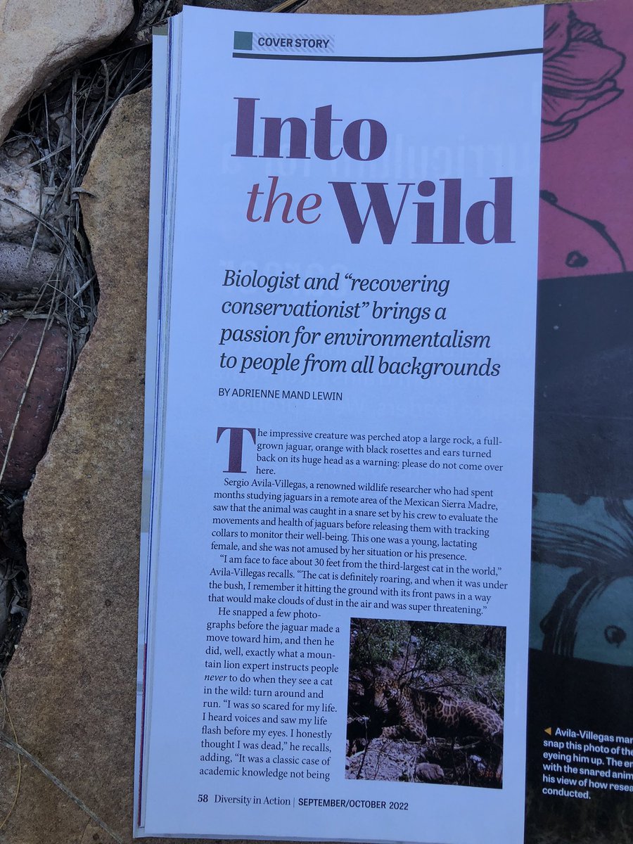 Sergio_concolor's tweet photo. “Into the wild” is the #coverstory in @Divinaction Sep/Oct Issue. This is my story from growing up in #Zacatecas 🇲🇽 dreaming to become a big cat biologist to studying #jaguars 🐆 to running to raise awareness abt social-environmental justice

#NatureHasNoBorders #legsforlandback https://t.co/zzoLuD8nTL
