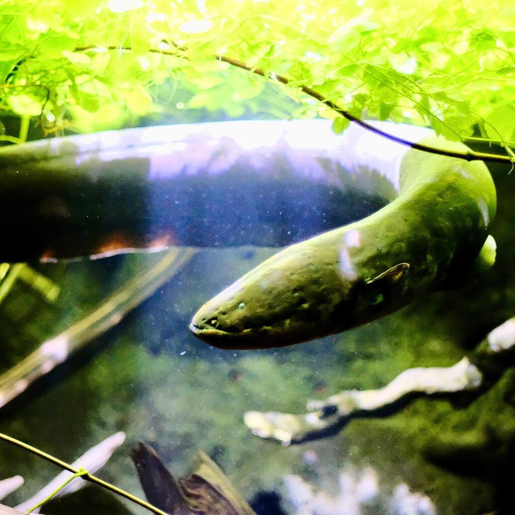 lagbot's tweet image. 📸 instagr.am/p/CiJXIWDMRNd/