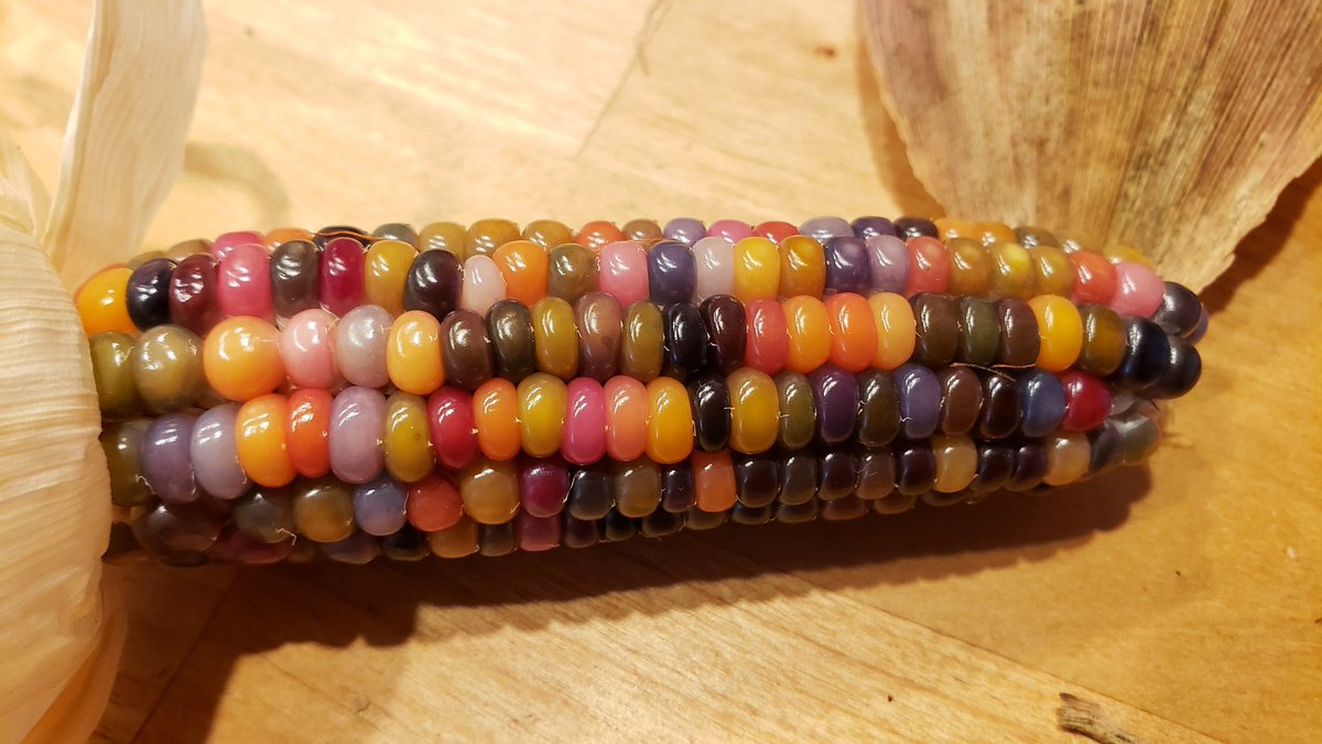 SandHillThicket's tweet photo. Harvested some more ears. They look like jelly beans! #GlassGem #Corn https://t.co/eoCeQHP0sF
