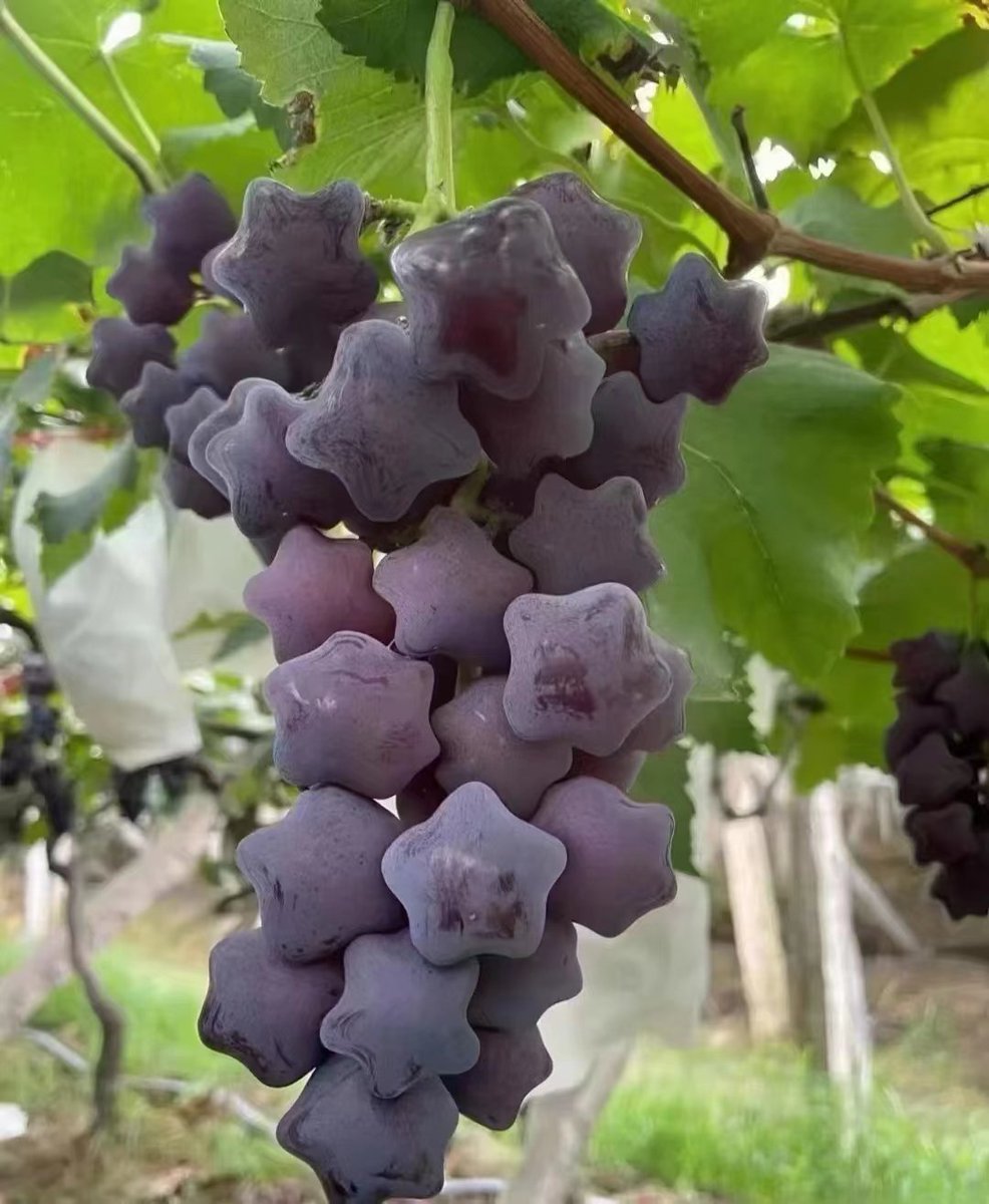 Have you ever eaten this kind of grape?