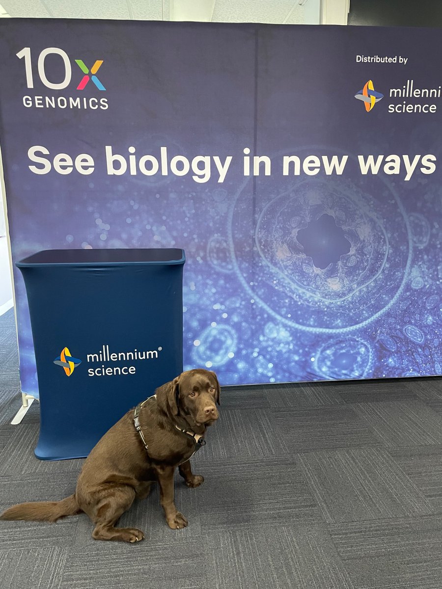 mscienceaustnz's tweet photo. We have 2⃣ Company Morale Officers in the @mscienceaustnz office today helping us get ready for #OzSingleCell!🐾🐾 https://t.co/miSFrGiuxd