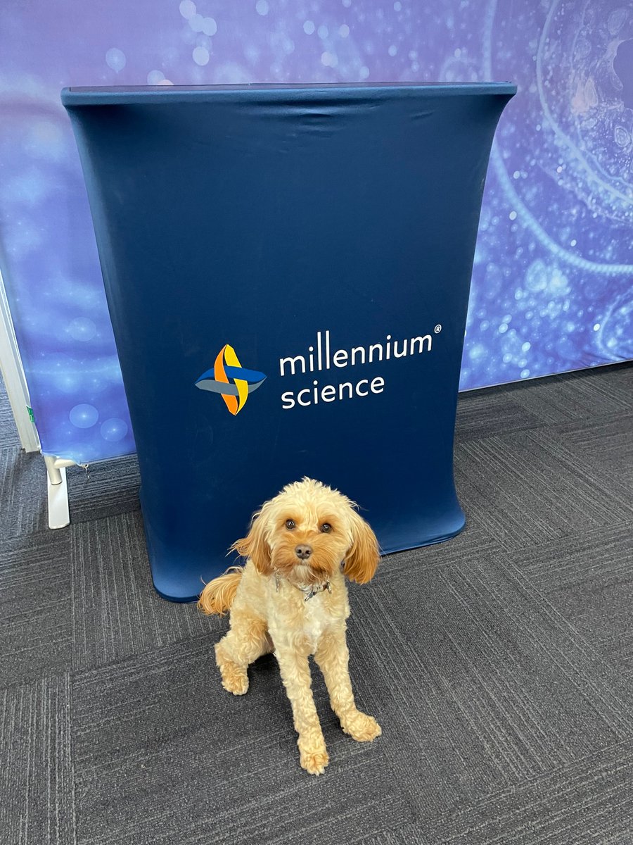mscienceaustnz's tweet photo. We have 2⃣ Company Morale Officers in the @mscienceaustnz office today helping us get ready for #OzSingleCell!🐾🐾 https://t.co/miSFrGiuxd