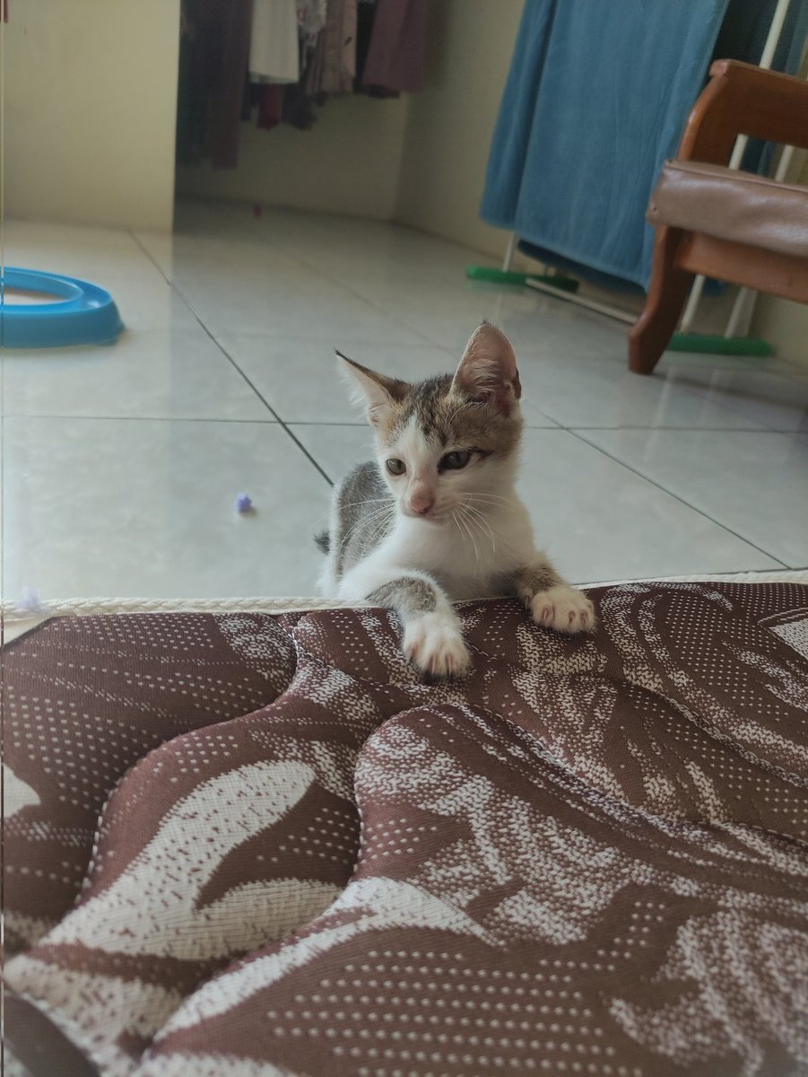 kochengfs tweet picture