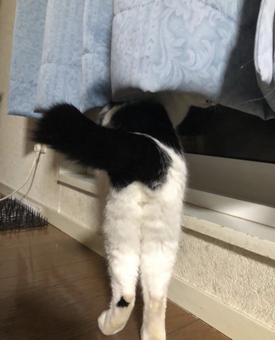 全国の迷い猫一覧 Find My Pet