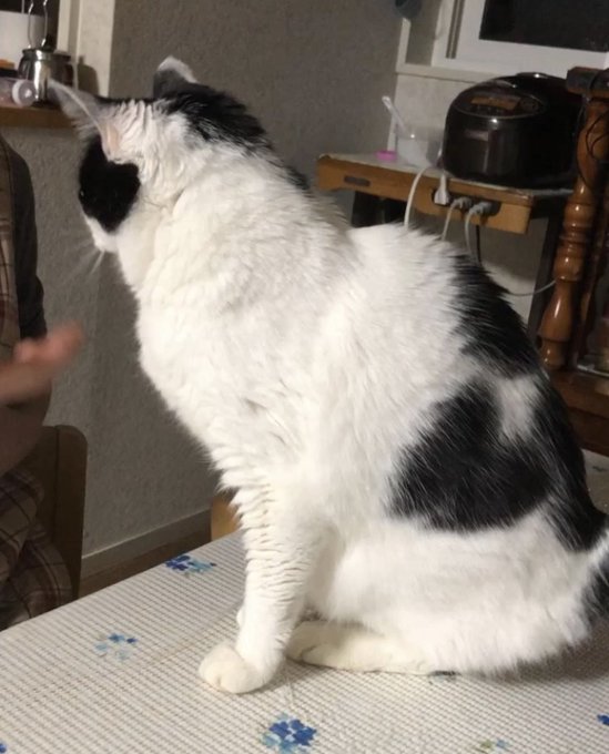 全国の迷い猫一覧 Find My Pet