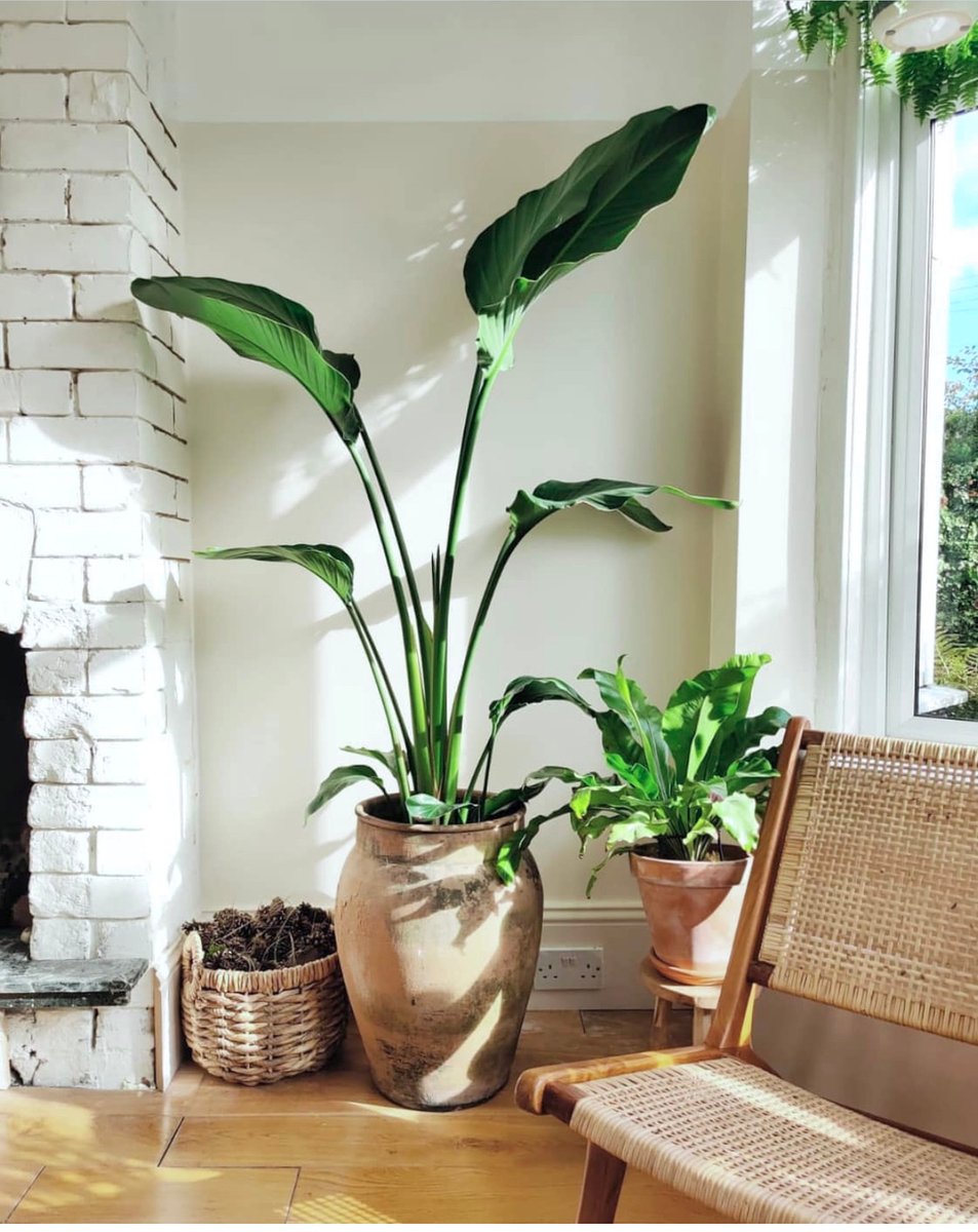 pop_wilder's tweet photo. Do u want ur house to look as good as this picture feels? You are talking to the right people baby we can help you style your home OR OFFICE with the most lush and lovely plants ever so don't delay send that dm or pop into the Elsternwick studio today xx 
.
.
.
.
.
.
.
.
#Support https://t.co/VpcSrU1sZN