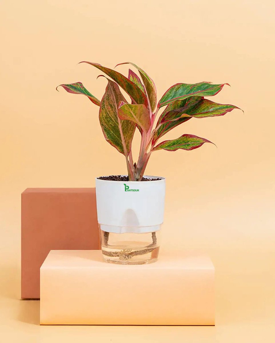 plantsouk's tweet photo. Aglaonema plants are an easy-to-care-for plant that can thrive in a variety of conditions. They require very little attention
.
.
Buy Now- https://t.co/WbQhDHEKGW
.
#plantsouk #aglaonema #selfwateringpot #planter #plantshop #nursery https://t.co/6u7tjcRmUi