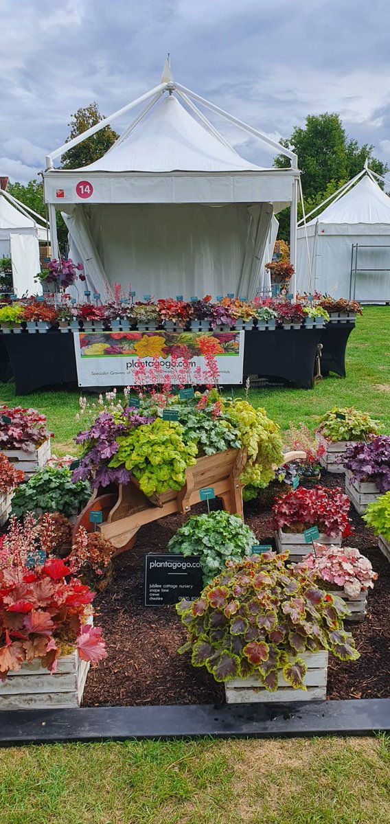 plantagogo's tweet photo. All ready for judging tomorrow morning at #RhsWisley #heucheraheaven at #plantagogo
The show open tomorrow and ends on Sunday
Find us number 14 on the lawn π
#Heuchera
#Heucherella
#Rhs
#RhsMasterGrower https://t.co/D3EqighcAS