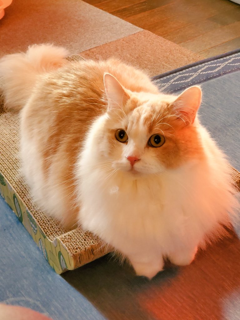 モフ Twitter Search Twitter