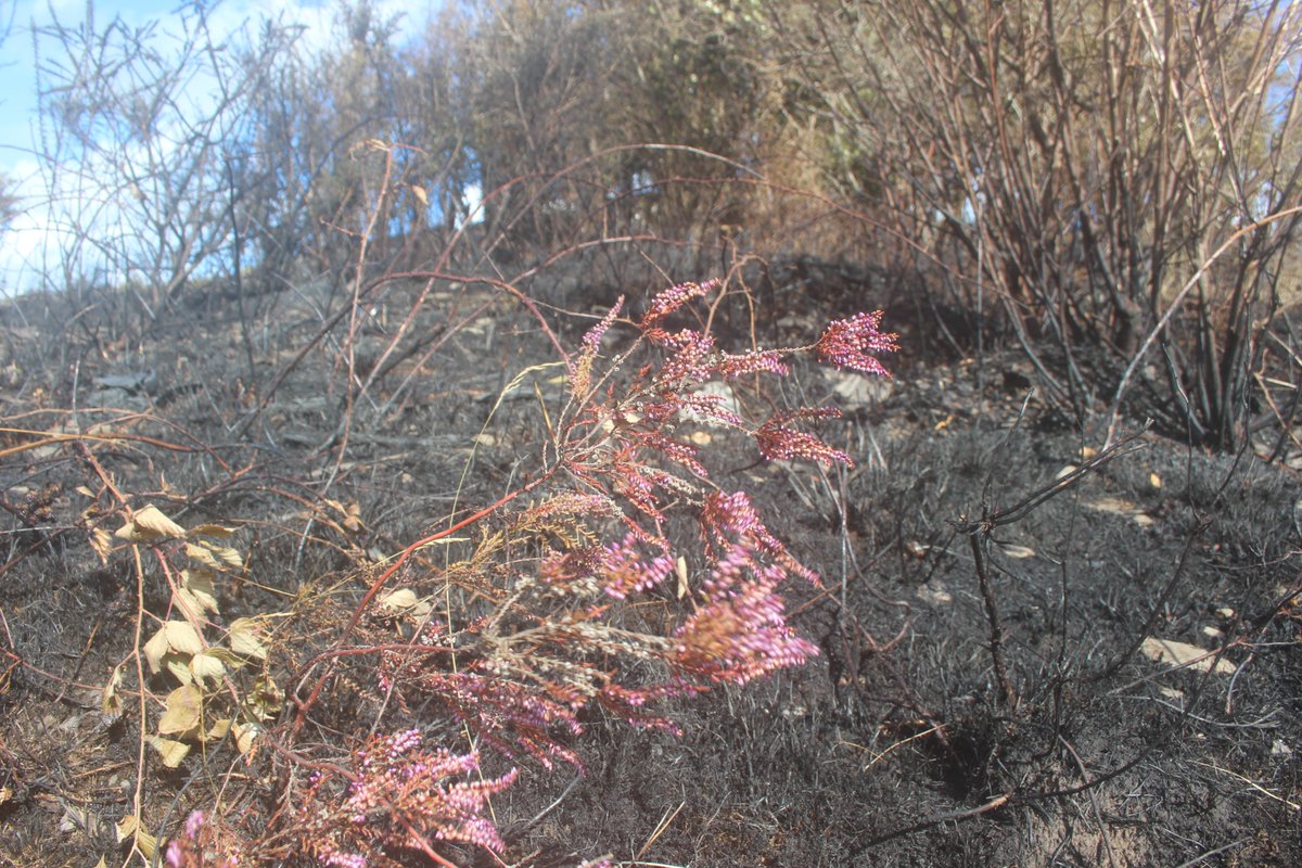 Lauratreehugger's tweet image. Warning: Don't drive around west cork if you are inclined to succumb to eco-anxiety. #CAP Basic farm payments drive habitat destruction. I'm starting to document this to counteract the otherwise feeling of helplessness! #biodiversitycrisisireland