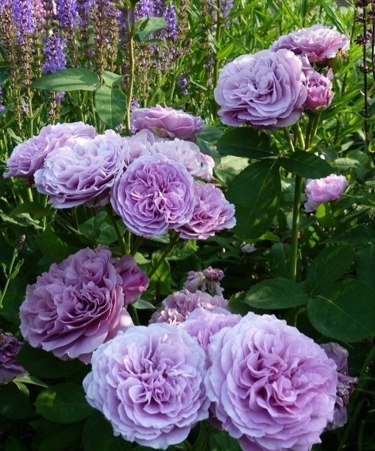 cococookie01's tweet photo. "Lavender Ice" ๐นโค๏ธ #rose #roses #beautifulroses #rosestofallinlovewith #flowers #lavender #softpurple https://t.co/HoO28qBTeF