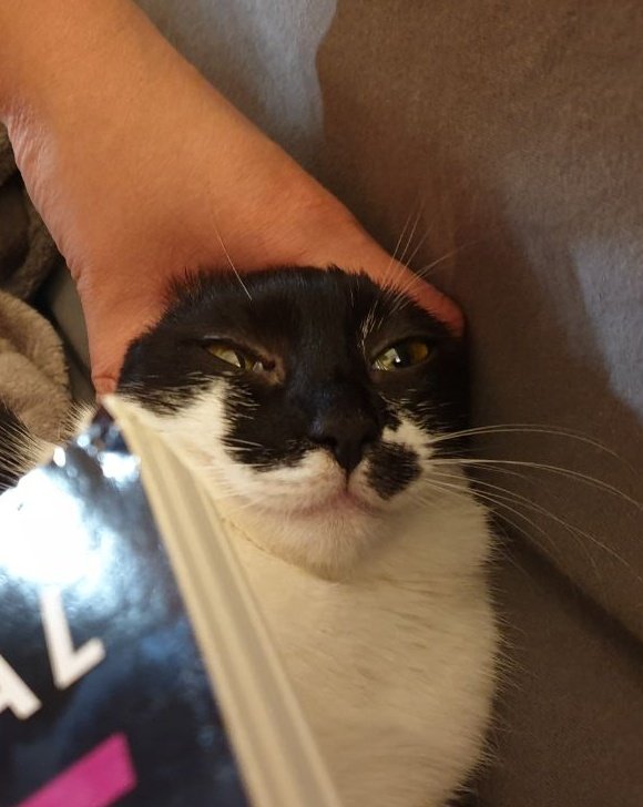 miaandtonycats's tweet photo. ear jail for snaccin on my new book πππΎπ
#earjail #cat #crazycat #idestroystuff #catprison #catjail https://t.co/wqRu5yLkDM
