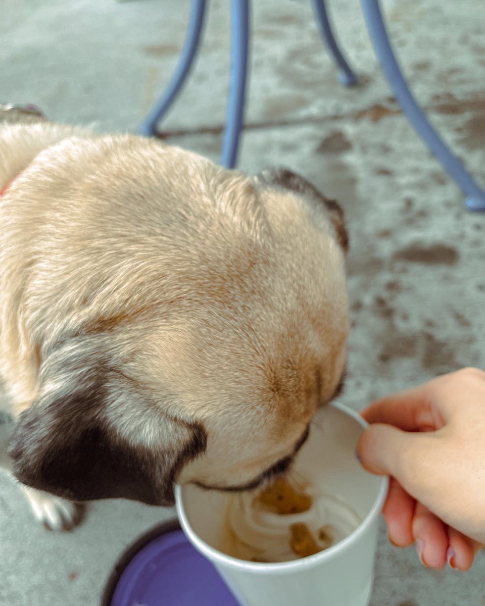 ItsMatchaThePug's tweet photo. Perfect Labor Day in my book ☺️🍨 #LaborDay #icecream #MatchaThePug #vegan https://t.co/2DtfuMPqv5