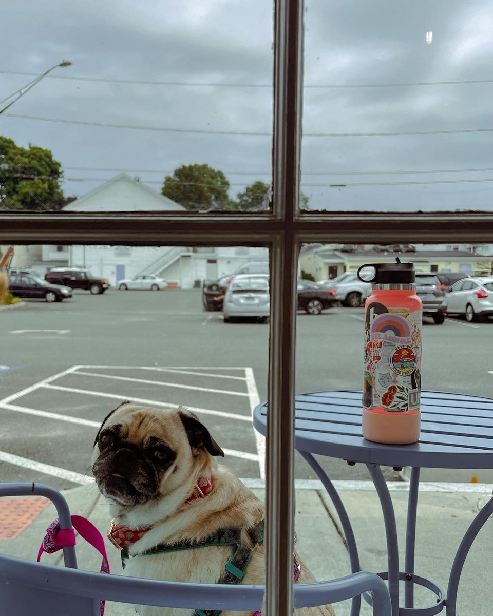 ItsMatchaThePug's tweet photo. Perfect Labor Day in my book ☺️🍨 #LaborDay #icecream #MatchaThePug #vegan https://t.co/2DtfuMPqv5
