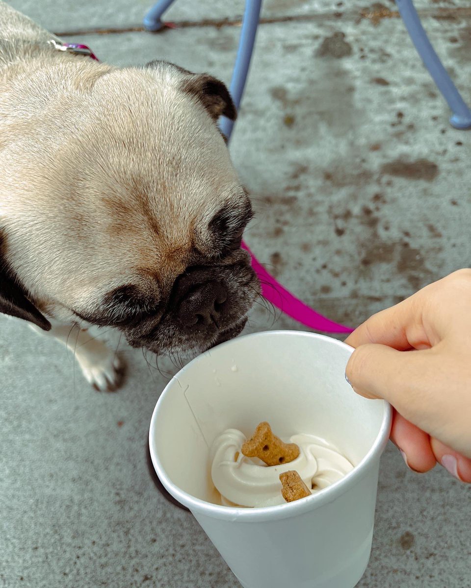 ItsMatchaThePug's tweet photo. Perfect Labor Day in my book ☺️🍨 #LaborDay #icecream #MatchaThePug #vegan https://t.co/2DtfuMPqv5