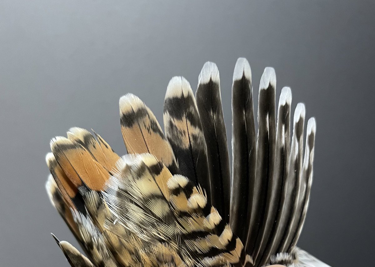 junhoso266's tweet photo. 5th Sep 2022. Swinhoe's A2 and Latham's snipe J1. Can you identify? https://t.co/CFXd9UiJoY