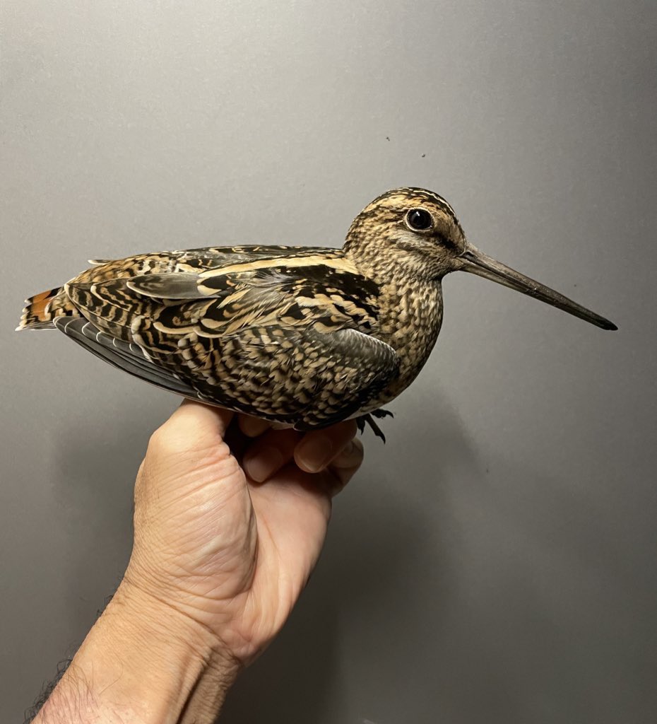 junhoso266's tweet photo. 5th Sep 2022. Swinhoe's A2 and Latham's snipe J1. Can you identify? https://t.co/CFXd9UiJoY