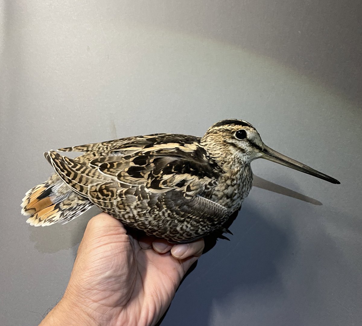 junhoso266's tweet photo. 5th Sep 2022. Swinhoe's A2 and Latham's snipe J1. Can you identify? https://t.co/CFXd9UiJoY