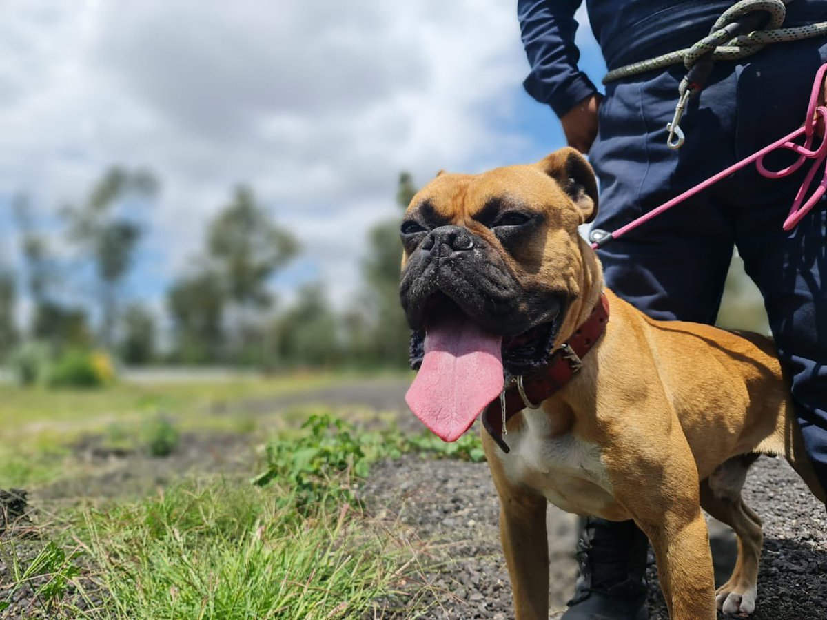 LetyVarela's tweet photo. ¿Y si volvemos #viral a ‘Pericles’ para que encuentre un hogar? 

Aquí en Brigada de Vigilancia Animal @SSC_CDMX está muy bien, sin embargo el amor que tiene este 🐶 ¡puede hacer feliz a un toda una familia! #AdoptaNoCompris 

Me ayudan con RT https://t.co/USEEW1wx6R