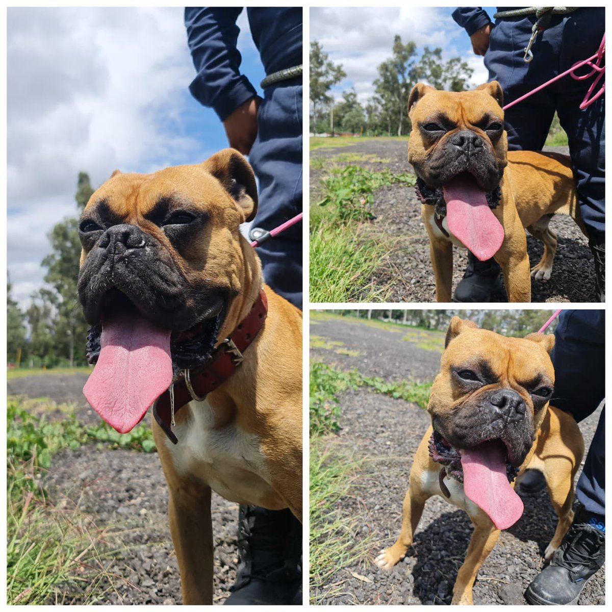 LetyVarela's tweet photo. ¿Y si volvemos #viral a ‘Pericles’ para que encuentre un hogar? 

Aquí en Brigada de Vigilancia Animal @SSC_CDMX está muy bien, sin embargo el amor que tiene este 🐶 ¡puede hacer feliz a un toda una familia! #AdoptaNoCompris 

Me ayudan con RT https://t.co/USEEW1wx6R