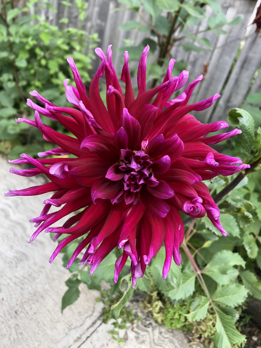 DIRTYGECKOLICKR's tweet photo. look at my dahlias! I am so proud of them! they are blessed with that nice chicago soil (50% broken glass) https://t.co/nFwgSFU5fm
