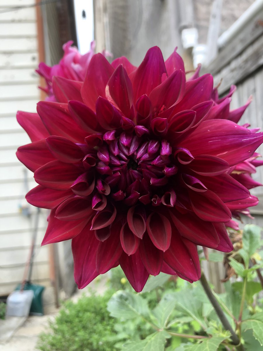 DIRTYGECKOLICKR's tweet photo. look at my dahlias! I am so proud of them! they are blessed with that nice chicago soil (50% broken glass) https://t.co/nFwgSFU5fm