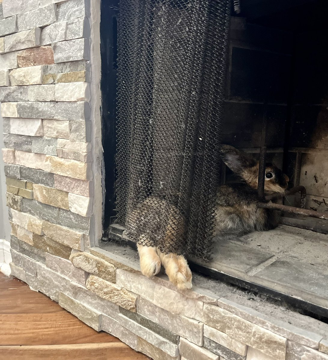 RachelJDaniel's tweet photo. #BettyTheBunny has a death wish.
🔥 🐇 🔥 #bunny #rabbitstew #animalsareweird #RabbitHole #bunny #BunniesAreFriends #NotFood https://t.co/VuraRPxLAP