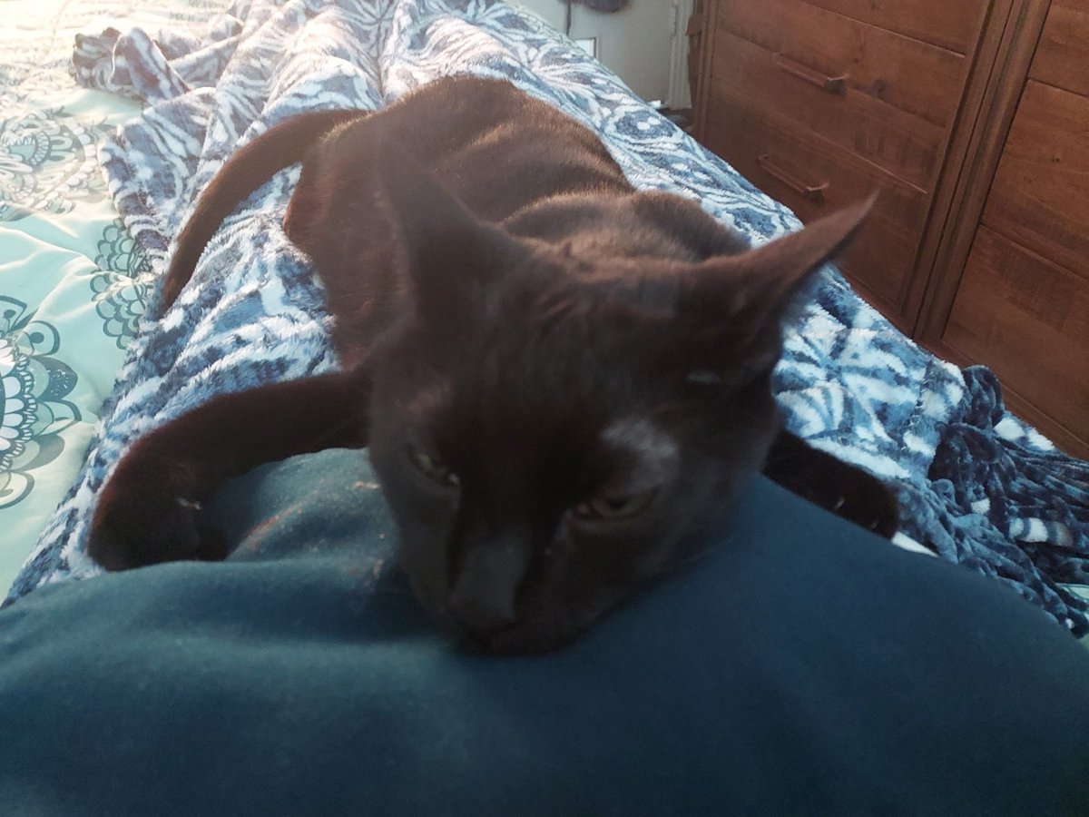 Sam happy to have me home. 🐈‍⬛️