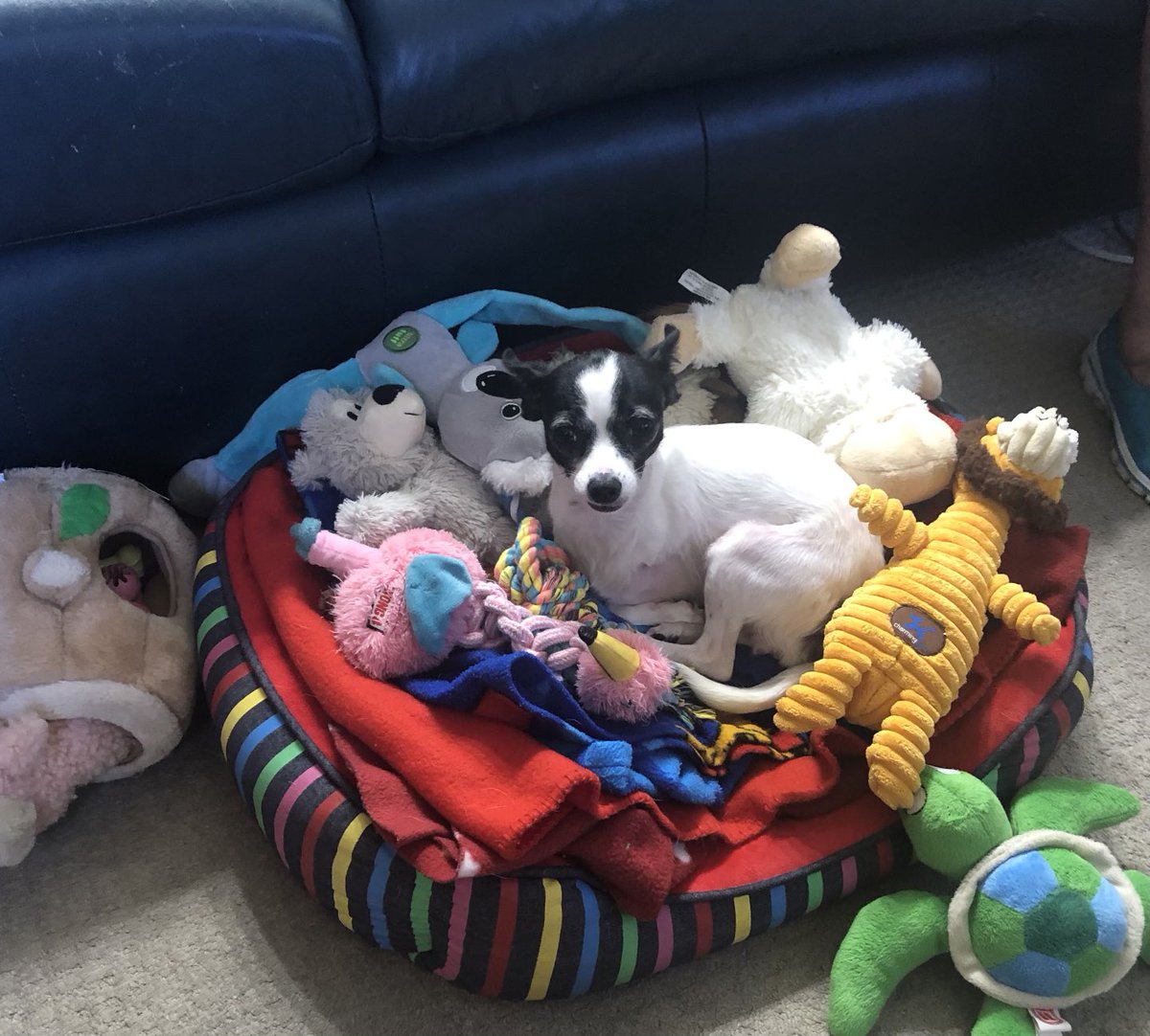 Puppymom91's tweet photo. Daddy took these picciez of me, Princess Di-Di, the baby surrounded by all my babies 💖🐾👑💞🥰 #princessdidi #tripawdlife #tripawdrescuechihuahua #meandmybabies #dogsoftwitter https://t.co/yEfF4OCKmO