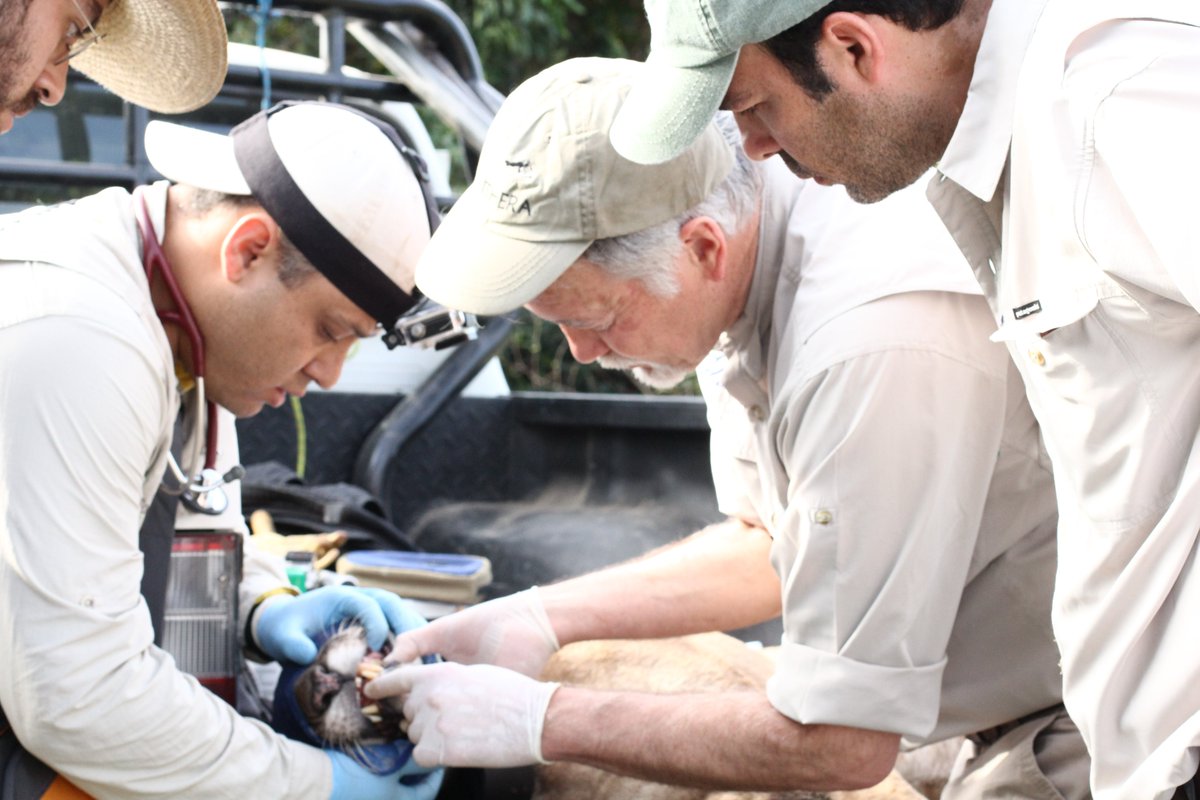 With Howard Quigley's departure we lost a virtuous human being, a close friend, a champion for big cats and a great boss! Jaguars and pumas lost a leading and indefatigable defender. What a blow to carnivore conservation! You will be missed daily.