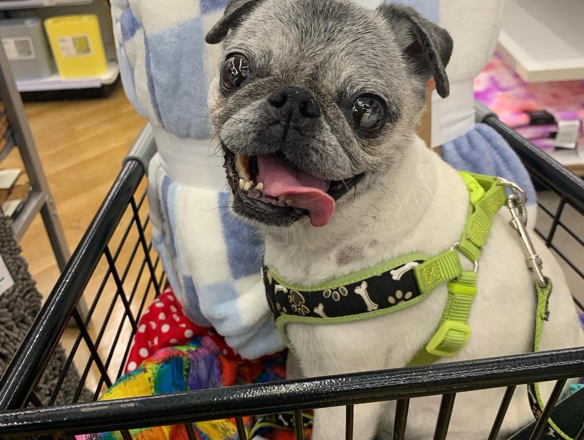 Pia_Pia_the_Pug's tweet photo. Shopping Saturday… @staples @bedbathandbeyond @michaelsstores @petsmart #verobeach #florida #shopping #blanket #officesupplies #workingfromhomelife #workfromhomewithdog #puglove #puglife #pugnation #familytime #funfunfun #happy #smile #pug #dogfriendly #weekend https://t.co/nbQTuc3tcR