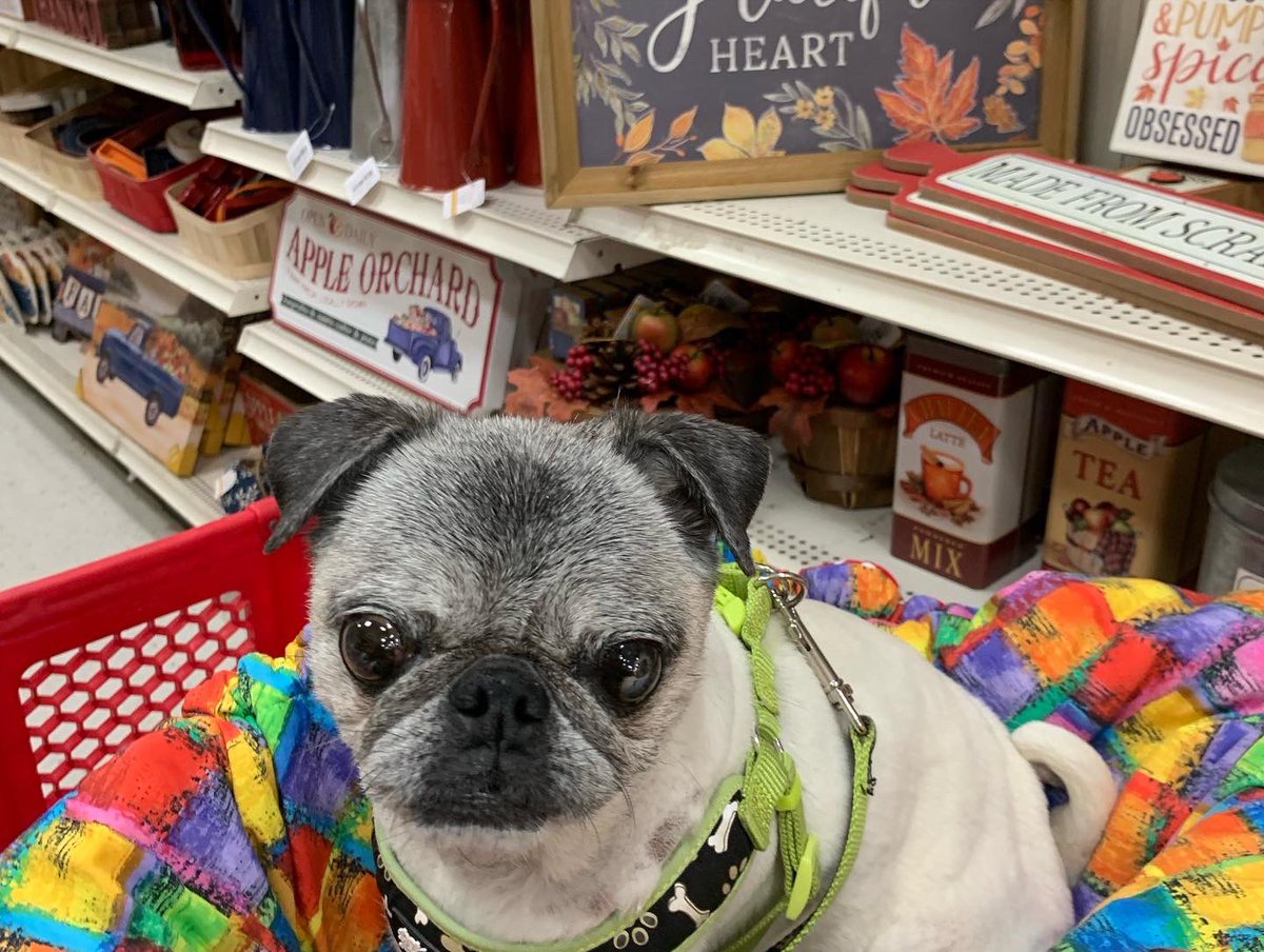 Pia_Pia_the_Pug's tweet photo. Shopping Saturday… @staples @bedbathandbeyond @michaelsstores @petsmart #verobeach #florida #shopping #blanket #officesupplies #workingfromhomelife #workfromhomewithdog #puglove #puglife #pugnation #familytime #funfunfun #happy #smile #pug #dogfriendly #weekend https://t.co/nbQTuc3tcR