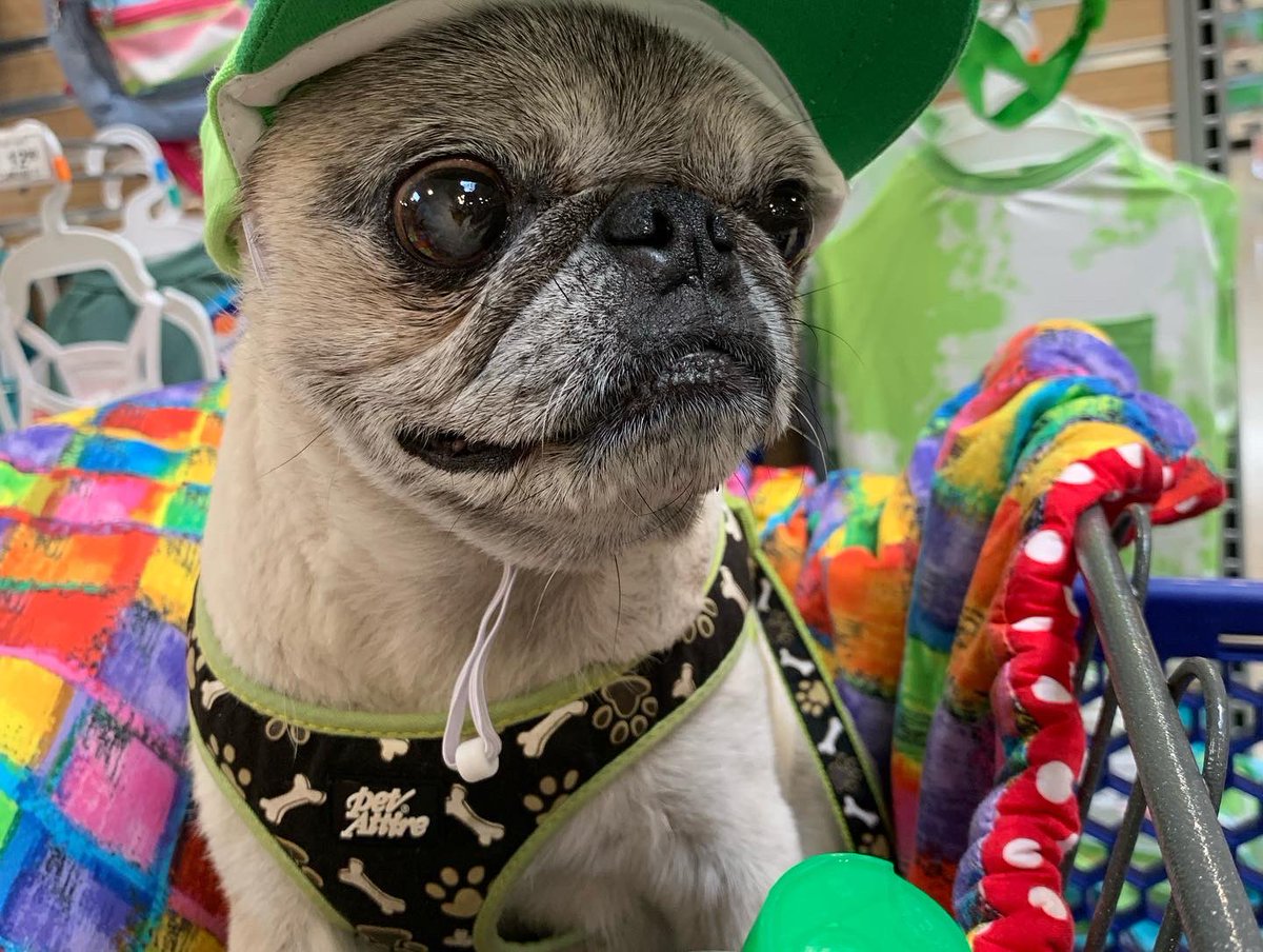 Pia_Pia_the_Pug's tweet photo. Shopping Saturday… @staples @bedbathandbeyond @michaelsstores @petsmart #verobeach #florida #shopping #blanket #officesupplies #workingfromhomelife #workfromhomewithdog #puglove #puglife #pugnation #familytime #funfunfun #happy #smile #pug #dogfriendly #weekend https://t.co/nbQTuc3tcR