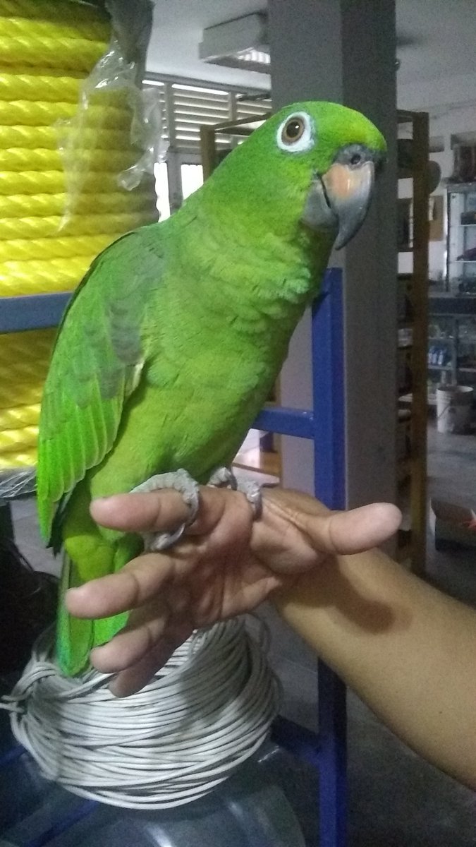axy360's tweet photo. #Rosi
#Parrot1year https://t.co/uncHI01JN3