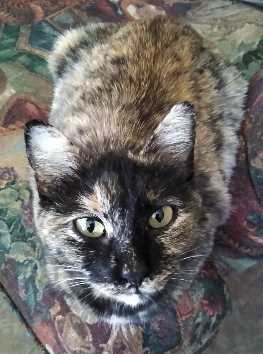 🌸sleepyfacedangel tweet media