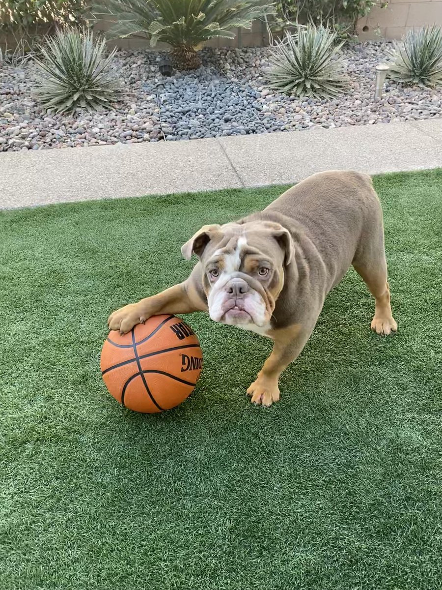 TBMgolf's tweet photo. Monday’s Marley Tip: Aces won Sunday because they had “the Will to Win” #WinningIsAHabit #PlayWithHeart #WinFairly #WinByTheRules #ButWin #Bulldog #WinnersNeverQuit #WinningIsEffort @LVAces https://t.co/iZc3hnVzaJ