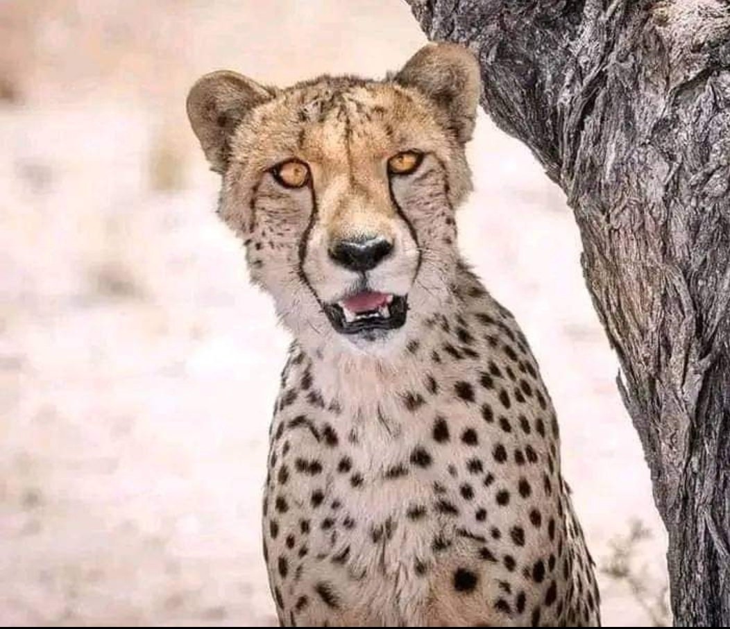 ZZinyana's tweet photo. @Nkosi_Shebi I feel this it doesn't sit well with me 😥😥😥😥😥 https://t.co/QY0hVrCGtM