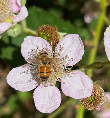 SMCParks's tweet photo. The western honeybee supports plant biodiversity through the pollination of flowers. Pollination occurs as bees transfer pollen from one flower to the next while gathering nectar. Humans rely on this process to grow certain foods. #parksforpollinators #califortniabiodiversity https://t.co/UMGSduXEtM