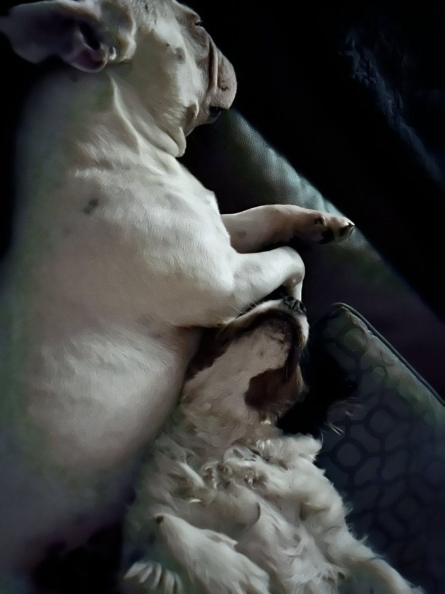 claire_fairy77's tweet photo. Snuggling through the storm… #dogs #bestfriends #thunderstorm https://t.co/GP0bPH3M7z