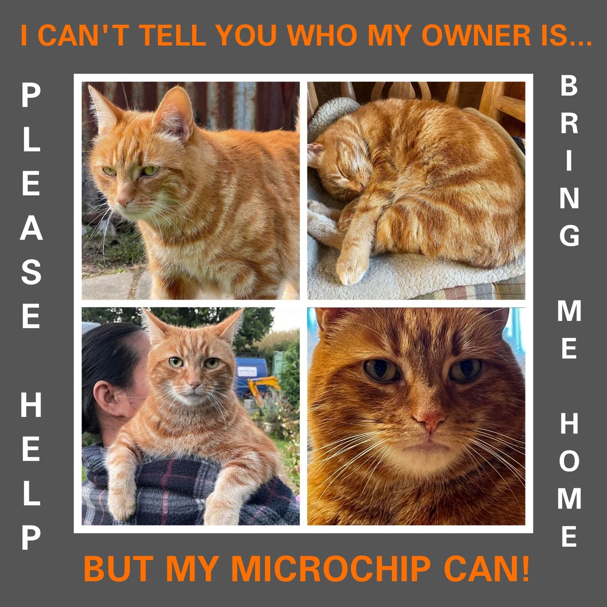 WrennHaye's tweet photo. DID YOU KNOW that microchips can not only be scanned by a vet but also by a network of Scan Angels in your own home? Link below to find your closest Scan Angel. Thank you for any help. Let's get Ginger home  https://t.co/gorMpP9O4M
#lostcats #foundcats #essex @petsarefound https://t.co/GtwRBCpVKH