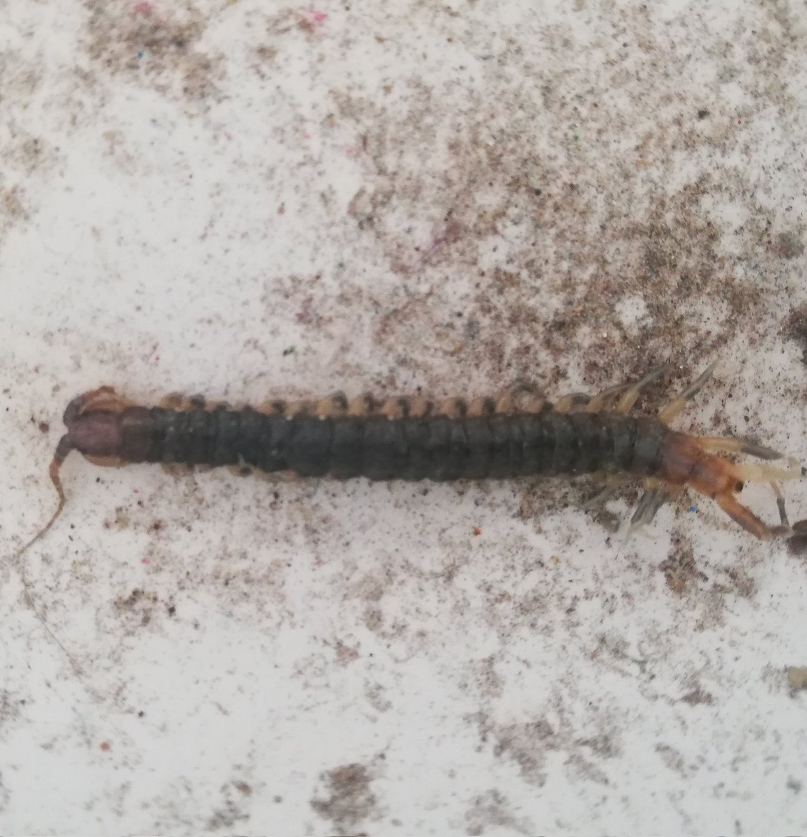 DaNaD_26's tweet photo. @Arachno_Cosas  es de importancia médica? Pica? Muerde? Saca ronchas? https://t.co/guocFpfj2i
