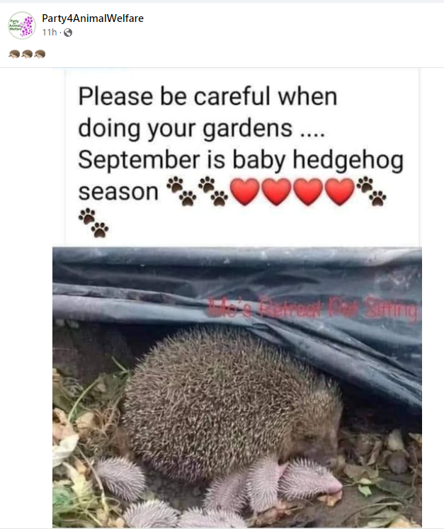 AnimalPartyIE's tweet photo. 🦔🦔🦔
#savehedgehogs
#Hedgehogs 
"Please be careful when doing your gardens .... September is baby hedgehog season"!  🦔🦔🦔❤️❤️❤️❤️🦔🦔🦔
Thanks a million for your attention and for being mindful. https://t.co/VIKkeuKxuX